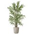 AV Indoor plants set 210 Mission Olive and Ficus Cyathistipula and Lily Domino and Lutescens Areca Palm - Thumbnail 1