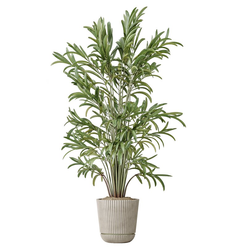AV Indoor plants set 210 Mission Olive and Ficus Cyathistipula and Lily Domino and Lutescens Areca Palm - Image 1