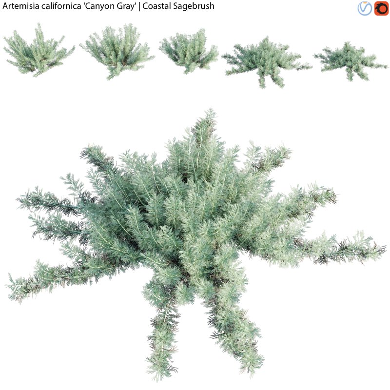 Artemisia californica – Coastal Sagebrush – 01 - Image 1