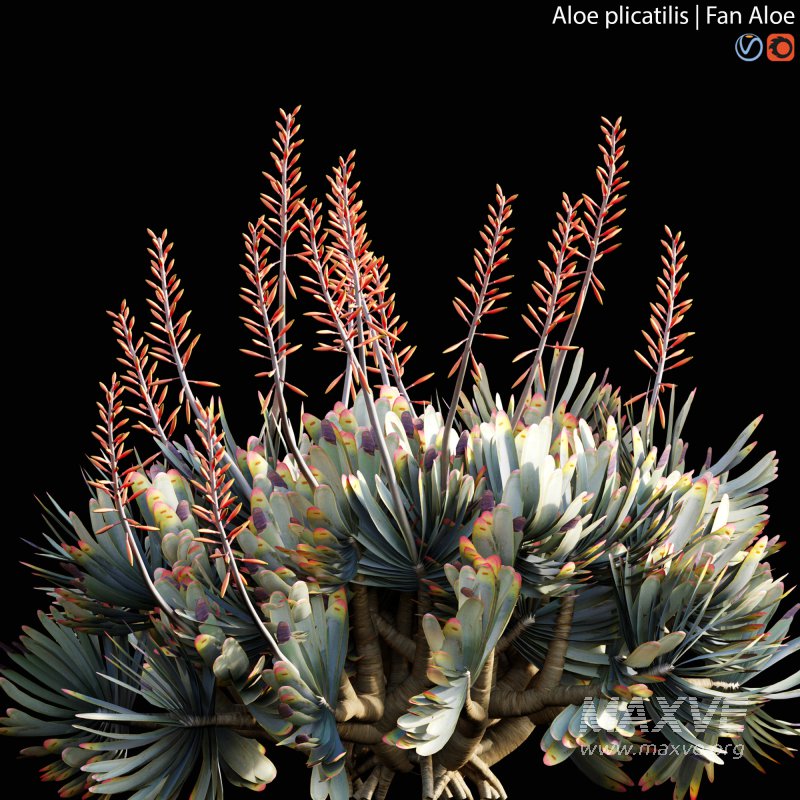 Aloe plicatilis – Fan Aloe – 02 - Image 3