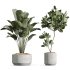 AV Indoor PlantsSet 224 Mission Olive Areca Palm Dracaena Lemon Ficus Melany Cuban Cigar - Thumbnail 5