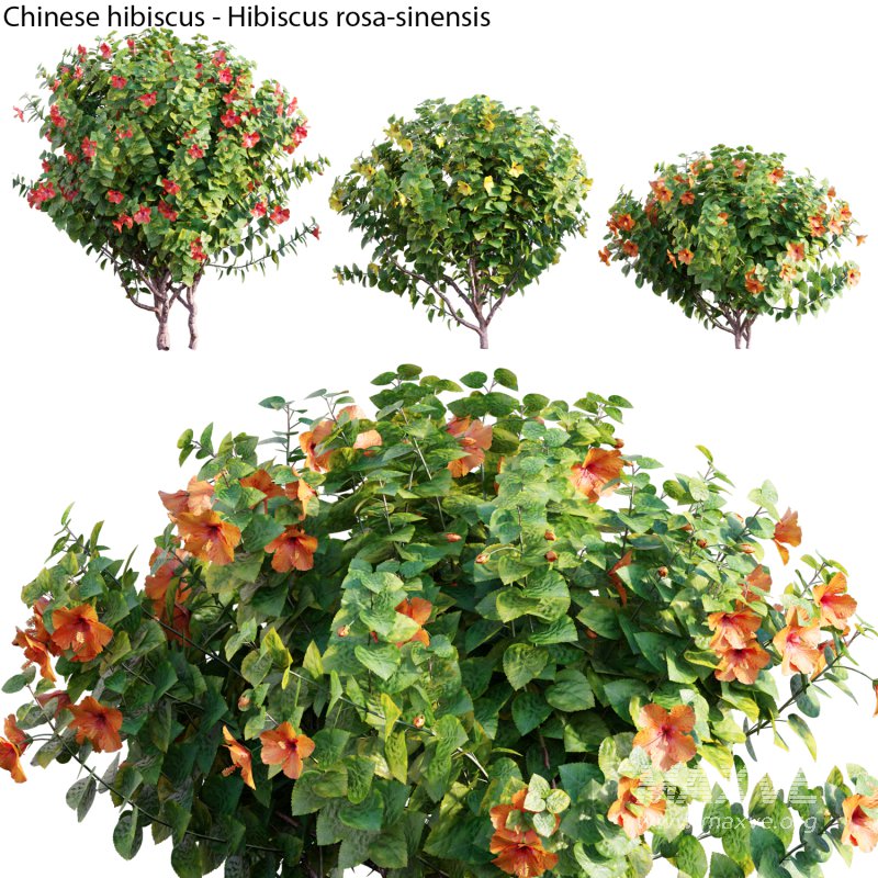 Chinese hibiscus – Hibiscus rosa-sinensis – 04 - Image 1