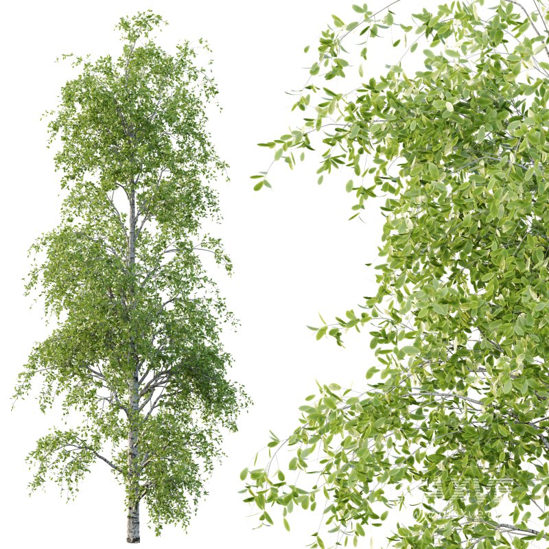 Betula Pendula Tree 07 - Image 4