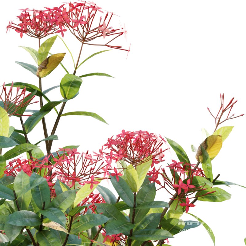Ixora coccinea – flame of the woods – 02 - Image 3