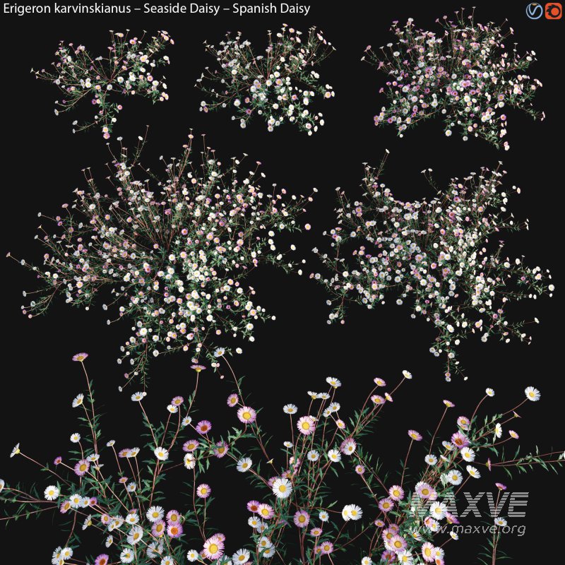Erigeron karvinskianus – Seaside Daisy – Spanish Daisy -01 - Image 2