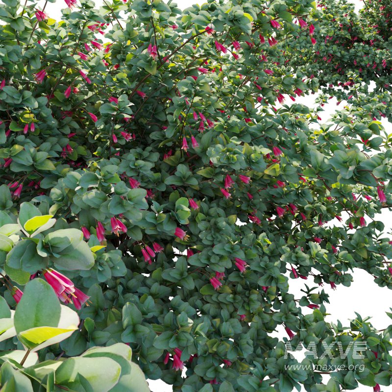 Correa reflexa – Native Fuchsia – Grevillea wilsonii 02 - Image 4