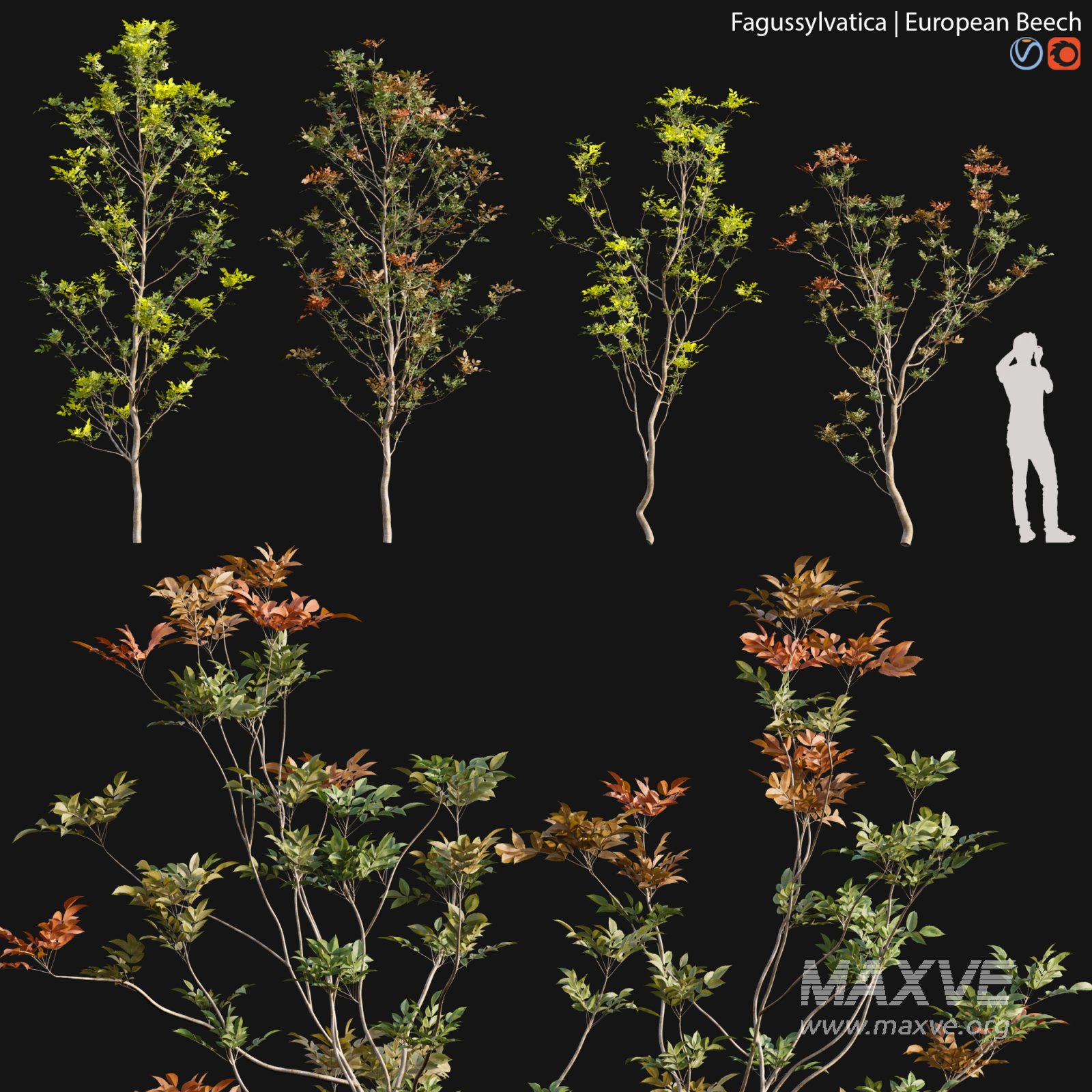 Fagus sylvatica – European Beech – 01