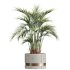 AV HousePlants Areca Majesty Cat Reed Palm Set02 - Thumbnail 1