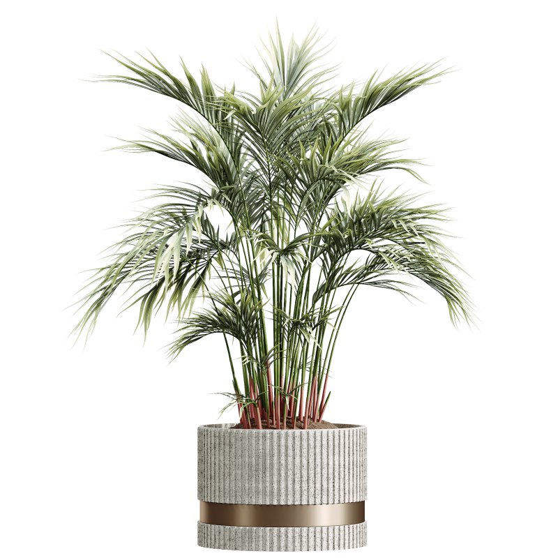 AV HousePlants Areca Majesty Cat Reed Palm Set02 - Image 1