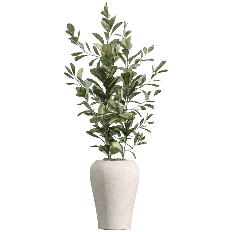 AV Indoor Plants Set 223 Ficus Binnendijkii Microcarpa Moclame Lemon Lime Cane ParadiseBird - Image 1