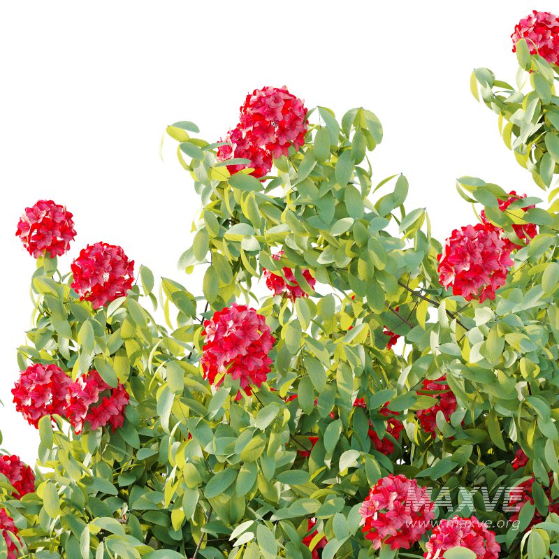 Rhododendron Arboreum Bush 05 - Image 6