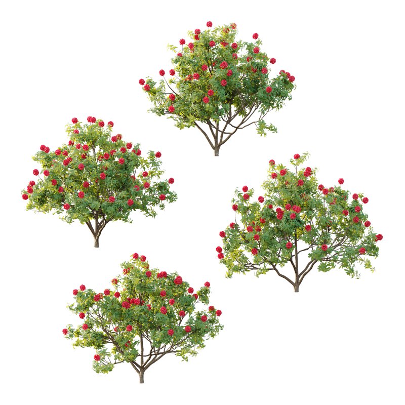 Rhododendron Arboreum Bush 07 - Image 4