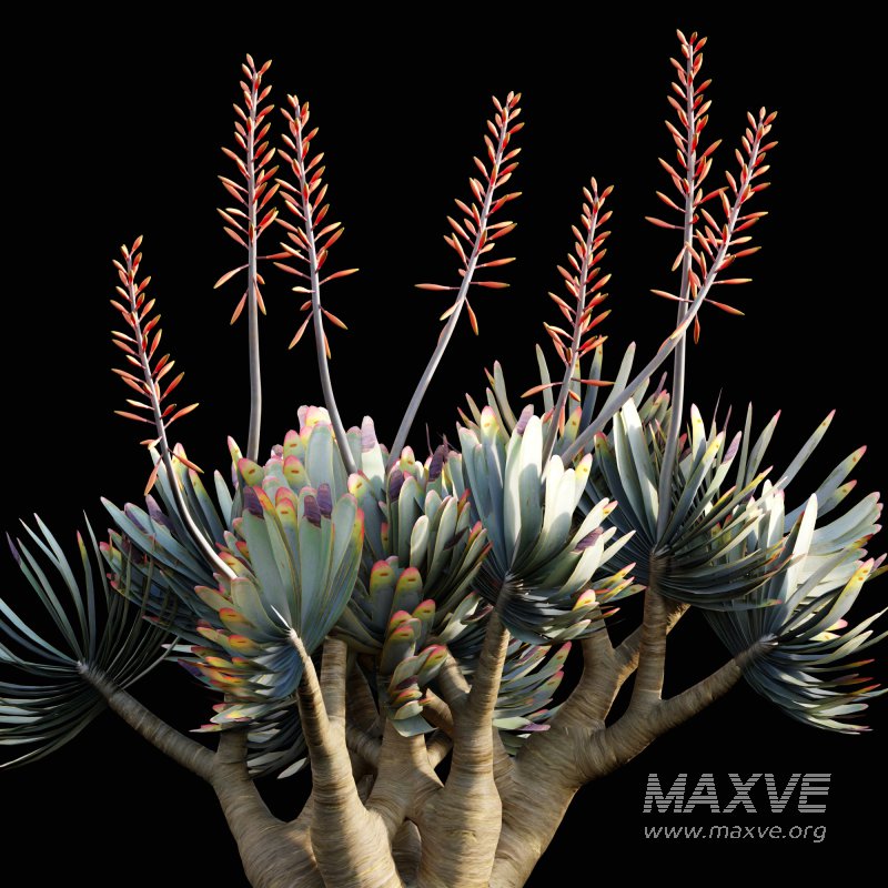 Aloe plicatilis – Fan Aloe – 02 - Image 2