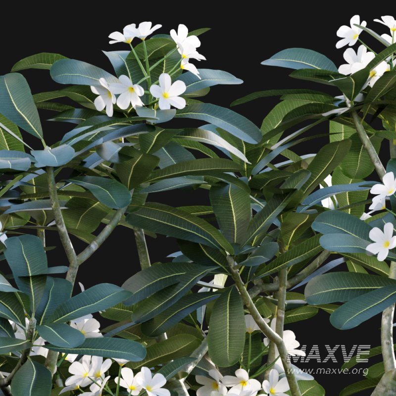 Plumeria Obtusa – White Frangipani – 02 - Image 2