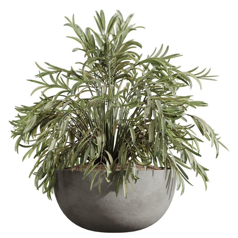 AV Indoor Plants Set 231 Dypsis Palm and Fruit Orange Tree and Mission Wilsonii Olive and Areca Palm - Image 4