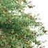 Ilex verticillata – Winterberry 01 - Thumbnail 5