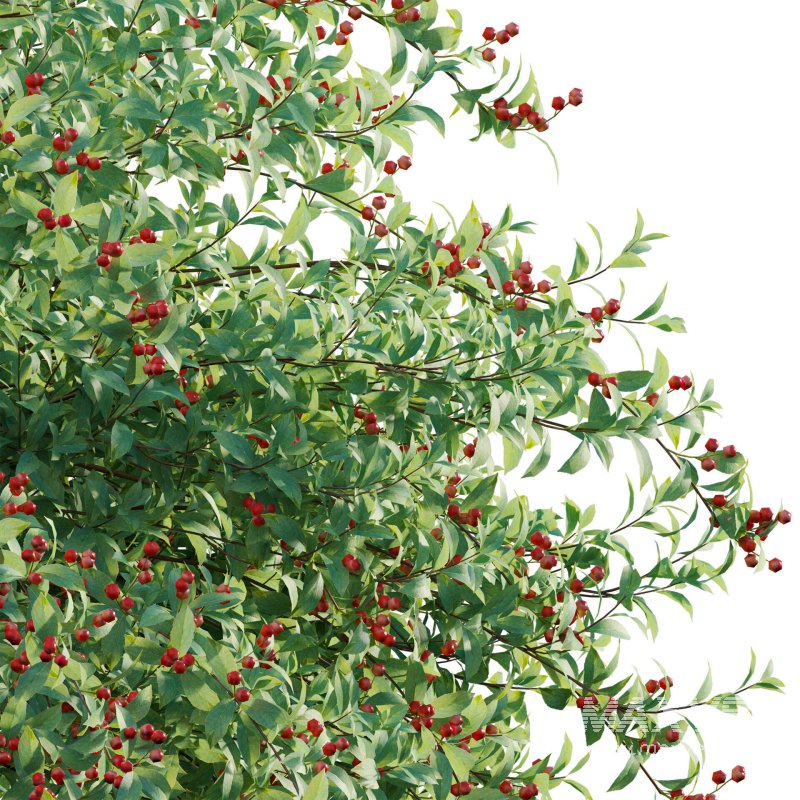 Ilex verticillata – Winterberry 01 - Image 5