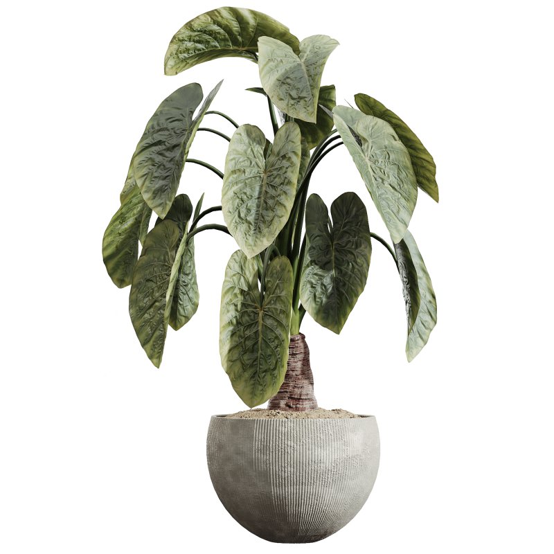 AV Indoor Plants Set 228 Mission Olive and Branche Decorative and Alocasia Elephant and Fruit Orange Tree - Image 5
