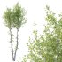Betula Pendula Tree 04 - Thumbnail 5