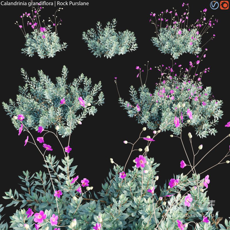 Calandrinia grandiflora – Rock Purslane – 01 - Image 1