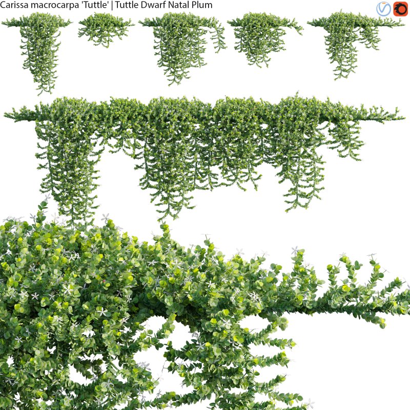 Carissa macrocarpa – Tuttle Dwarf Natal Plum – 02 - Image 1