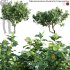 Tabernaemontana divaricata – Crape jasmine – 01 - Thumbnail 1