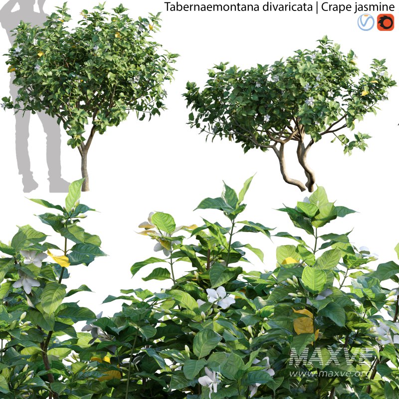 Tabernaemontana divaricata – Crape jasmine – 01 - Image 1