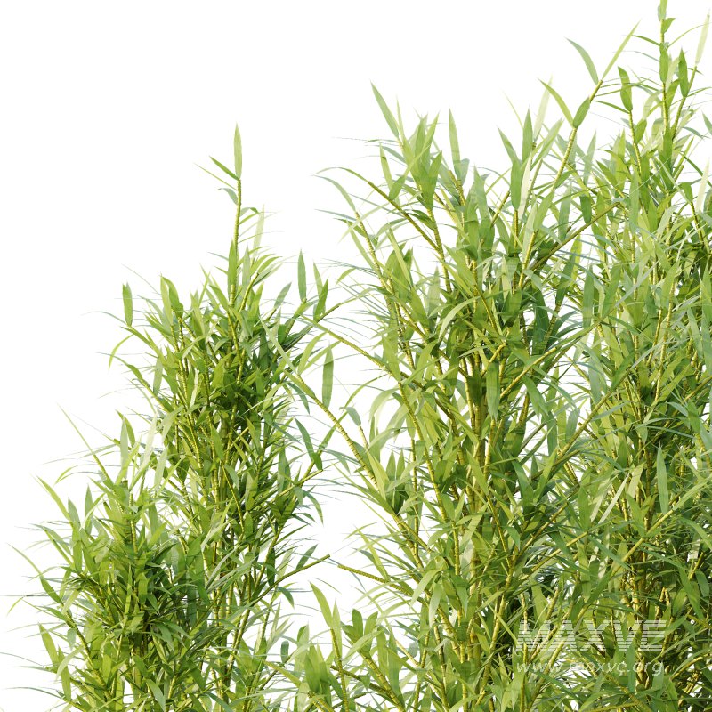 Bamboo Bambusoideae Tree 04 - Image 4