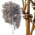 fraxinus excelsior tree 003 - Thumbnail 6