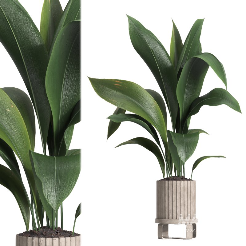 indoor plant 06 - Image 1