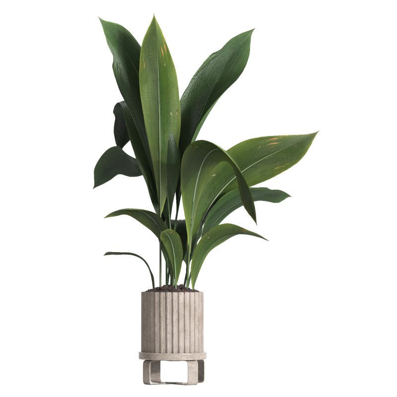 indoor plant 06 - Image 4