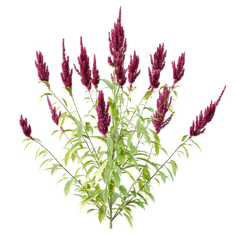 Different bush 08 - Image 1