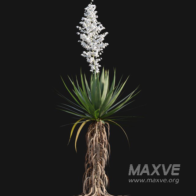 Yucca gloriosa – Mound Lily 02 - Image 4
