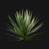 Yucca gloriosa – Mound Lily 01 - Thumbnail 4