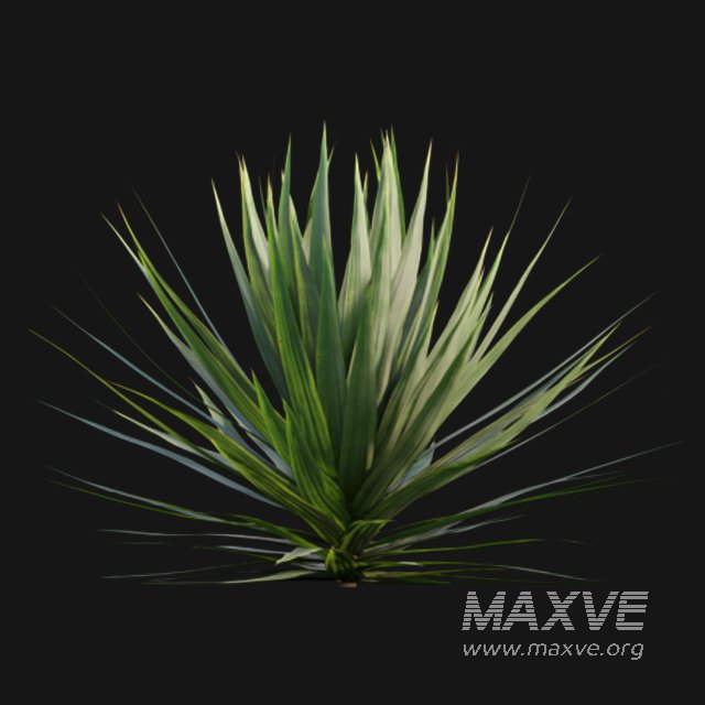 Yucca gloriosa – Mound Lily 01 - Image 4