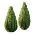 Italian Cypress Tree 3 - Thumbnail 4