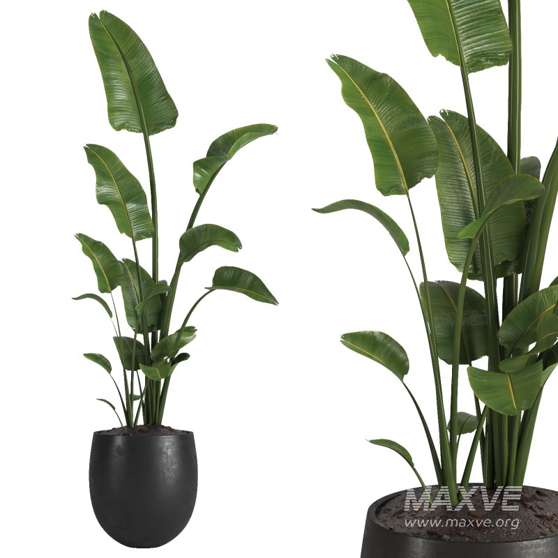 indoor plant 01 - Image 2