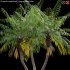 Phoenix roebelenii – Pygmy Date Palm – 02 - Thumbnail 2
