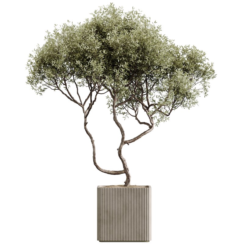 AV Indoor Plants Set 227 Mission Kalamata Leccino Arbequina Wilsonii Chemlali Olive - Image 2