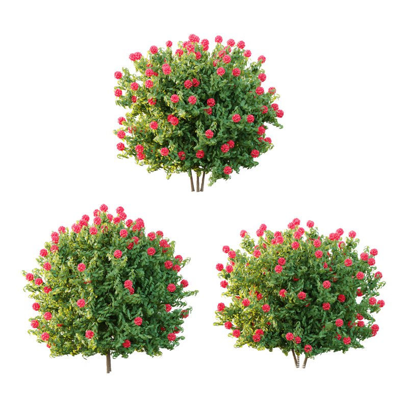 Rhododendron Arboreum Bush 02 - Image 1