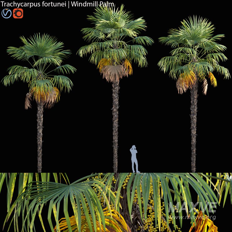 Trachycarpus fortunei – Windmill Palm – Chusan Palm – 01 - Image 1