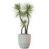 AV Indoor plants set 208 Mission Olive and Cyara Areca Palm and Strelitzia Reginae Nicolai and Yucca Aloifolia Rostrata - Thumbnail 2