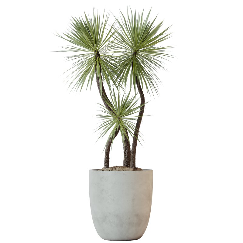 AV Indoor plants set 208 Mission Olive and Cyara Areca Palm and Strelitzia Reginae Nicolai and Yucca Aloifolia Rostrata - Image 2