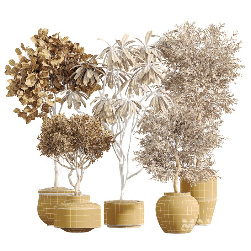 AV Indoor Plants Set 233 Olive Wilsonii and Mission Chemlali Olive and Ficus African Fig and Ficus Benjamina - Image 7