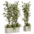 plants set - Thumbnail 2