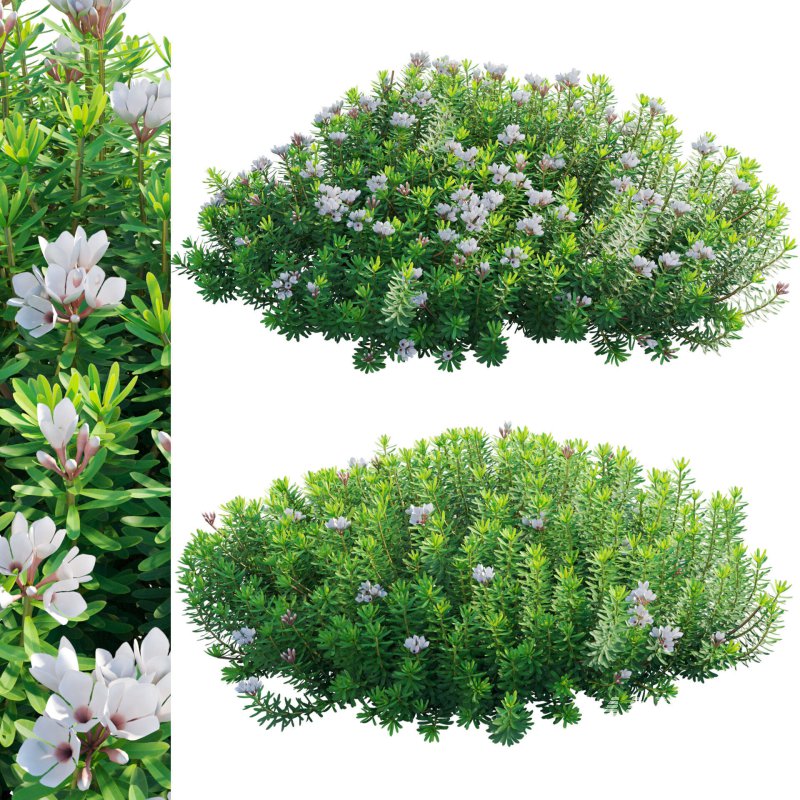 Daphne x transatlantica Blafra – Eternal Fragrance 01 - Image 1