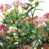 Ixora coccinea – flame of the woods – 02 - Thumbnail 2