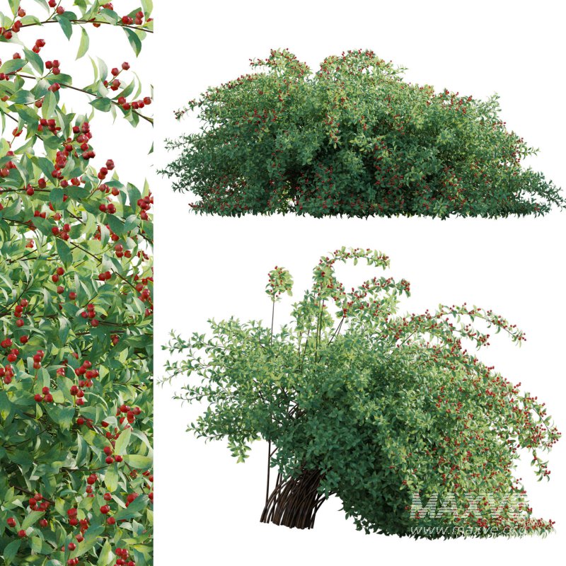 Ilex verticillata – Winterberry 02 - Image 1