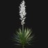 Yucca gloriosa – Mound Lily 01 - Thumbnail 5