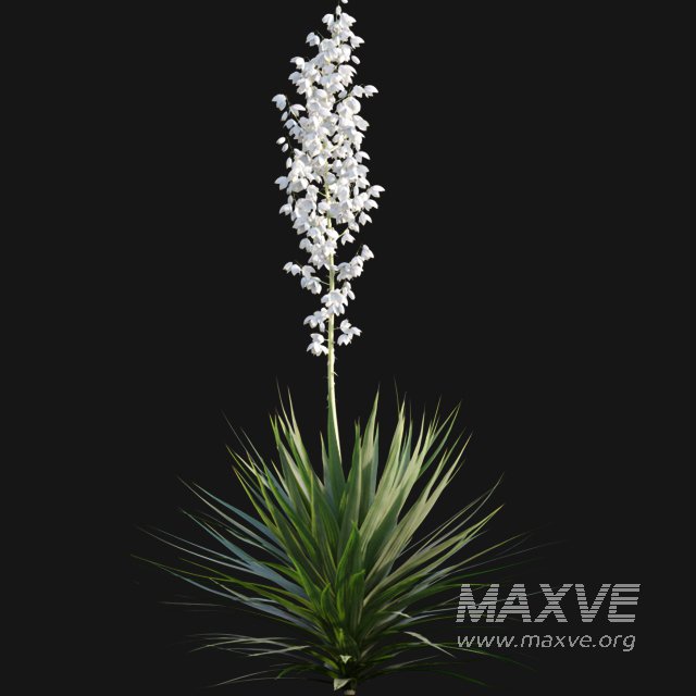 Yucca gloriosa – Mound Lily 01 - Image 5